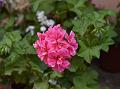 Ivy-Leaf Geranium